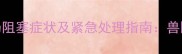 三个月边牧幼犬肠阻塞症状及紧急处理指南兽医教你3步自救法