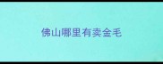 佛山哪里有卖金毛