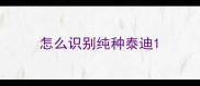 怎么识别纯种泰迪