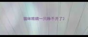 猫咪眼睛一只睁不开了