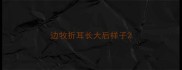 边牧折耳长大后样子