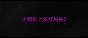 小狗身上发红甩头