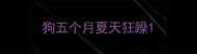狗五个月夏天狂躁
