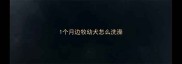 1个月边牧幼犬怎么洗澡