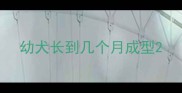 幼犬长到几个月成型