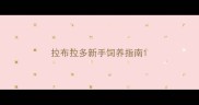 拉布拉多新手饲养指南