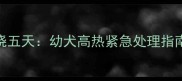 五个月金毛犬持续发烧五天幼犬高热紧急处理指南及家长必看护理要点