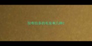拉布拉多的毛发有几种