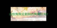 边牧狗狗见到别的狗狗狂叫