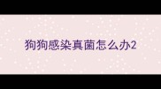 狗狗感染真菌怎么办