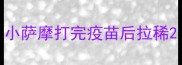 小萨摩打完疫苗后拉稀