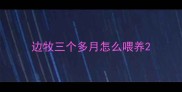 边牧三个多月怎么喂养