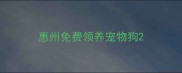 惠州免费领养宠物狗