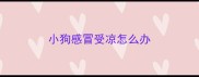小狗感冒受凉怎么办