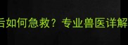 狗狗误食避孕药后如何急救专业兽医详解危害与处理指南