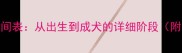 德牧幼犬成长时间表从出生到成犬的详细阶段附科学喂养指南