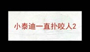 小泰迪一直扑咬人