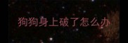 狗狗身上破了怎么办