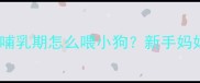 英国斗牛犬产后哺乳期怎么喂小狗新手妈妈必看全攻略