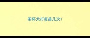 茶杯犬打疫苗几次