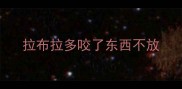 拉布拉多咬了东西不放