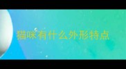 猫咪有什么外形特点
