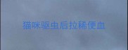 猫咪驱虫后拉稀便血