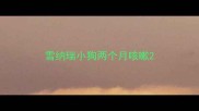雪纳瑞小狗两个月咳嗽
