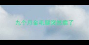 九个月金毛腿突然瘸了