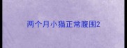 两个月小猫正常腹围