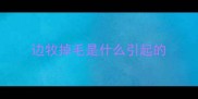 边牧掉毛是什么引起的