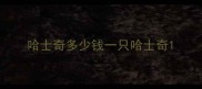 哈士奇多少钱一只哈士奇