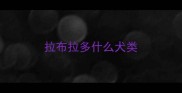 拉布拉多什么犬类