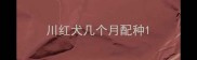 川红犬几个月配种