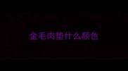 金毛肉垫什么颜色