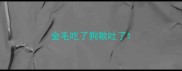 金毛吃了狗粮吐了
