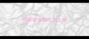 想要买宠物应该上哪