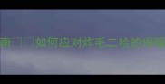 哈士奇冬季掉毛季生存指南如何应对炸毛二哈的保暖危机附科学护理全攻略