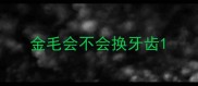 金毛会不会换牙齿