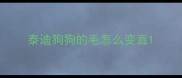 泰迪狗狗的毛怎么变直