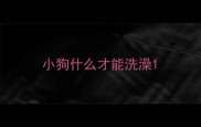 小狗什么才能洗澡