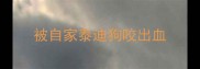 被自家泰迪狗咬出血
