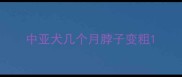 中亚犬几个月脖子变粗