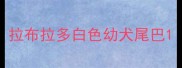 拉布拉多白色幼犬尾巴