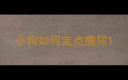 小狗如何定点撒尿
