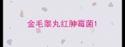 金毛睾丸红肿霉菌
