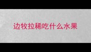 边牧拉稀吃什么水果