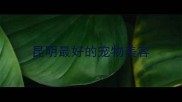 昆明最好的宠物美容