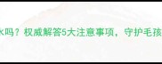 小狗能喝矿泉水吗权威解答5大注意事项守护毛孩健康饮水指南