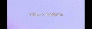 不到九个月的猫怀孕